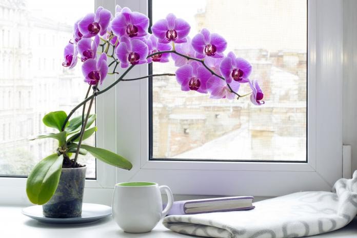 چه زمانی  به گل ارکیده کود دهیم؟